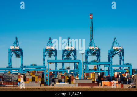 Große Kräne am Container-Terminal im Hafen von Rotterdam Stockfoto