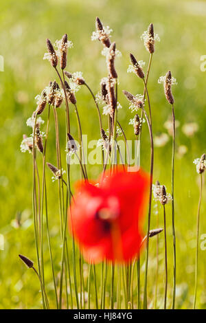 Mohn vor Kenntnis der Wildgras in der Natur, geringe Schärfentiefe Stockfoto