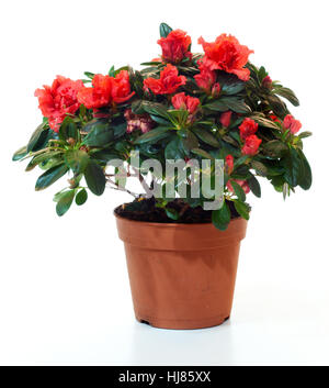 Blühende Pflanze der Azalee in Blumentopf isoliert auf weiss. Stockfoto