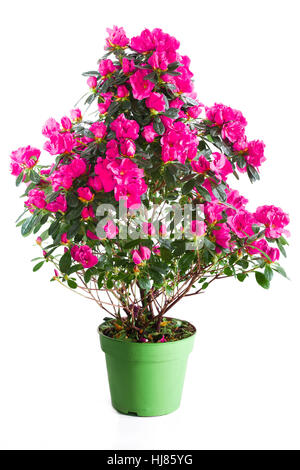 Blühende Pflanze von Rosa Azalee in grünen Blumentopf isoliert auf weiss Stockfoto