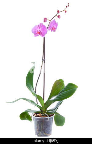 Blühende Pflanze Orchidee in Blumentopf isoliert auf weiss Stockfoto