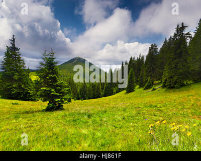 Schönen Sommerlandschaft in den Bergen Stockfoto