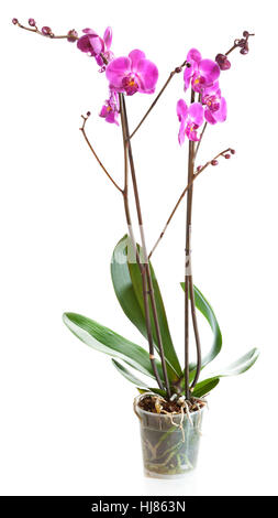 Blühende Pflanze Orchidee in Blumentopf isoliert auf weiss Stockfoto