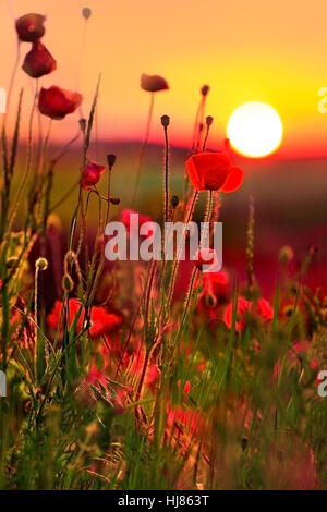 Mohnblumen bei Sonnenuntergang Stockfoto