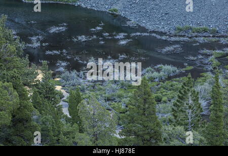 Tote und sterbende Sträucher im Biber Teich, Lundy Canyon, Sierra Nevada, Kalifornien überflutet. Stockfoto