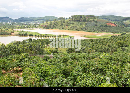 Kaffee Plantage mit Blick auf von mir Linh Coffee Garden. Stockfoto