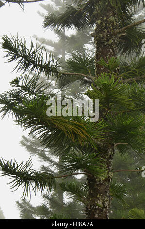 Australian-Tanne (Araucaria Heterophylla) Stockfoto