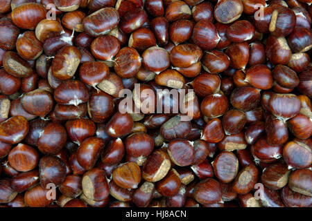 Kastanien, Edelkastanie (Castanea Sativa), Piemont, Italien Stockfoto