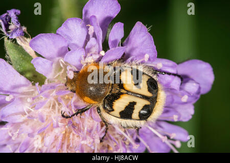 Biene-Käfer (Trichius Fasciatus) auf Feld Witwenblume, Bayern, Deutschland Stockfoto