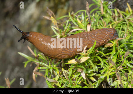 Portugiesische Slug (Arion Lusitanicus), Baden-Württemberg, Deutschland Stockfoto