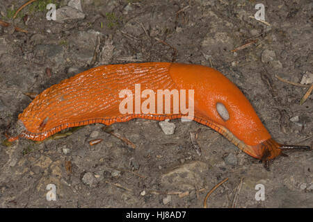 Rote Nacktschnecke (Arion Rufus), Baden-Württemberg, Deutschland Stockfoto