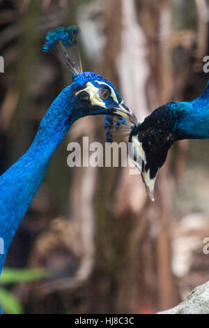 Männliche indische und weibliche Pfauen - Pavo Cristatus - Pfau paar Porträt Stockfoto