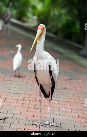 Gelb in Rechnung Storch - Mycteria Ibis - Erwachsene auf Bürgersteig Stockfoto