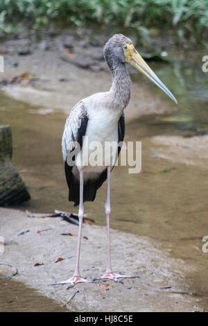 Gelb in Rechnung Storch - Mycteria Ibis - juvenile stehen in flachen stream Stockfoto