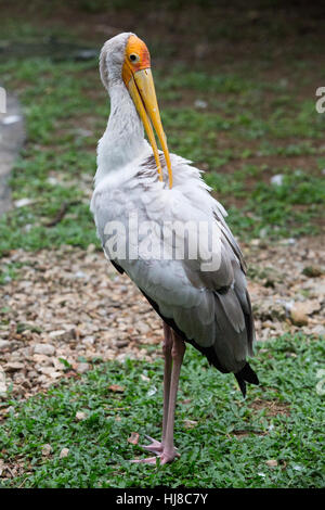 Gelb in Rechnung Storch - Mycteria Ibis - Erwachsenen Pflege seine Federn Stockfoto