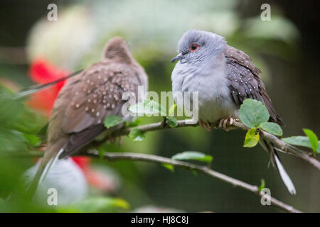 Diamant-Tauben - Geopelia Cuneata - Arten aus Australien, hocken auf einem Ast in Kuala Lumpur Bird Park. Stockfoto