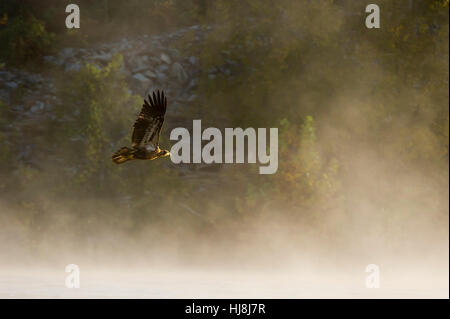 Eine juvenile Weißkopfseeadler fliegt in der Morgensonne durch den Nebel. Stockfoto