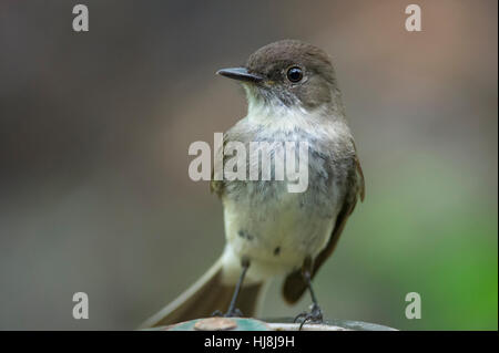 Ein enger Porträt von einem östlichen Phoebe thront in sanftem trüben Licht mit einem glatten Hintergrund. Stockfoto