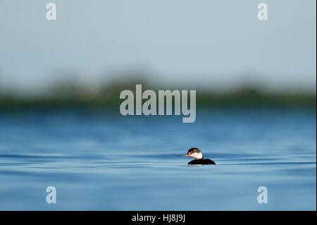 Ein Ohrentaucher schwebt im ruhigen, hellen blauen Wasser an einem sonnigen Nachmittag. Stockfoto