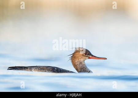 Eine Red-breasted Prototyp schwimmt im Wasser an einem sonnigen Nachmittag mit einem hellen Hintergrund. Stockfoto