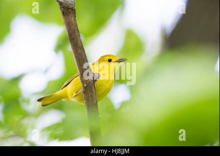 Einen kleinen gelben Warbler sitzt auf einem Ast, umgeben von grünen Blättern Stockfoto