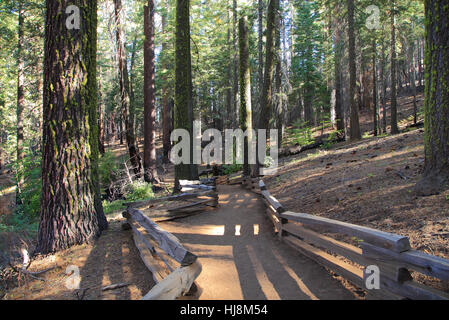 Wandern durch die Tuolumne Grove der Mammutbäume über den Tuolumne Grove Trail, Yosemite National Park, Kalifornien. Stockfoto