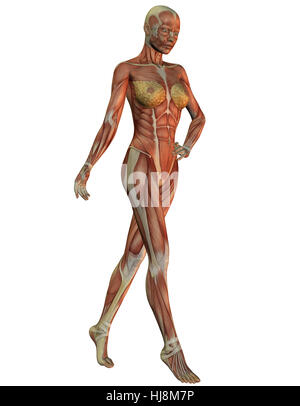 3D Rendering Anatomie Und Muskulatur der Frau Beim laufen Stockfoto