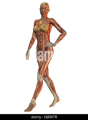 3D Darstellung der Anatomie Und Muskeln der Frau Beim laufen Stockfoto