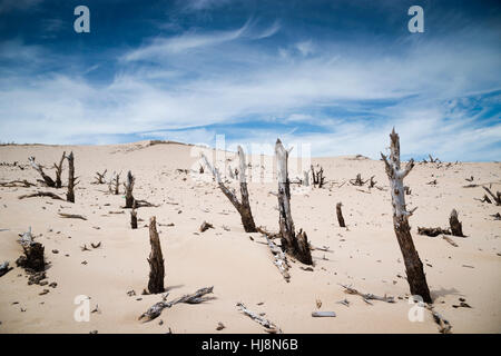 Tote Bäume in Sand Dünen, Strand Valdevaqueros, Tarifa, Cádiz, Andalusien, Spanien Stockfoto