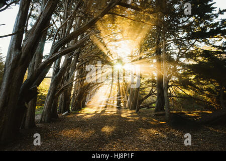 Sonnenlicht strahlt durch einen Cypress Tree Grove, Fitzgerald Marine Reserve, Kalifornien, USA Stockfoto