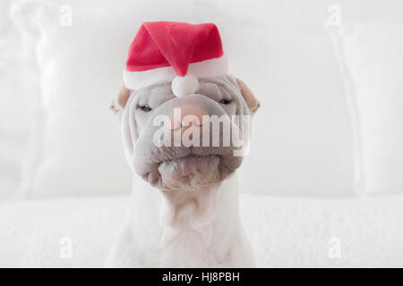 Shar pei Hund gekleidet in eine Weihnachtsmütze Stockfoto