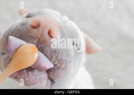 Shar pei Hund lecken Löffel Stockfoto