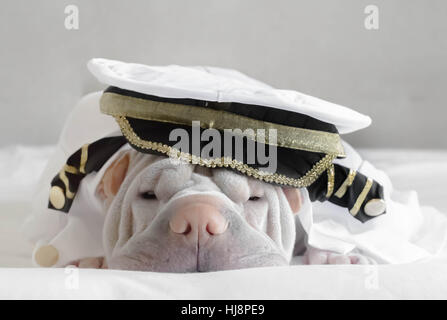 Shar pei Hund gekleidet als Kapitän Stockfoto
