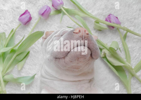 Shar pei Hund schlafen umgeben von Tulpen Stockfoto