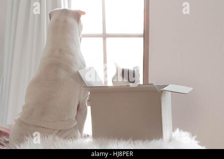 Shar pei Hund und Katze in ein Blick aus dem Fenster Stockfoto