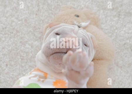 Müde Shar pei Hund auf dem Boden liegend Stockfoto