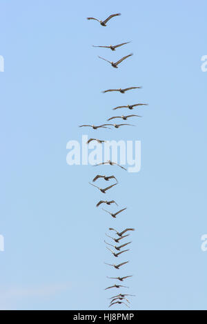 Braune Pelikane fliegen in Formation, Padre Island, Texas, USA Stockfoto