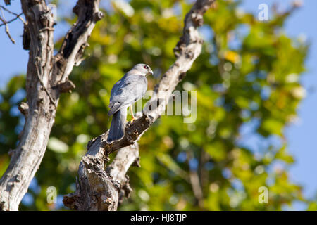 Shikra (Accipiter badius) beobachtet von einem Baum Stockfoto