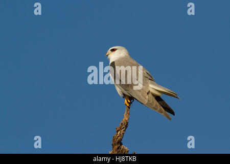 Black-winged Kite (elanus caeruleus) Stockfoto