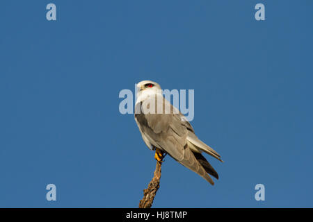 Black-winged Kite (elanus caeruleus) Stockfoto