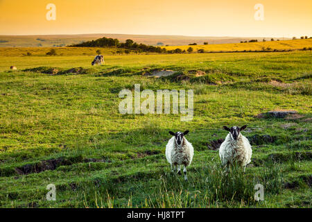 Zwei schottische Blackface Lämmer in den Highlands, Schottland, Großbritannien Stockfoto