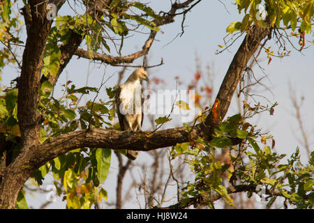 Austauschbare hawk - Adler oder Crested hawk - Adler (nisaetus cirrhatus) hoch oben in einem Baum Stockfoto