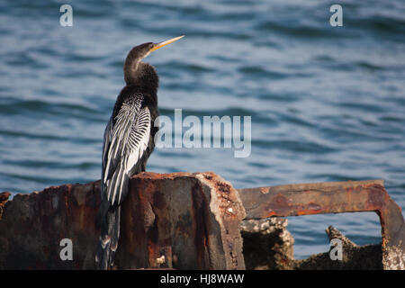 Anhinga (Anhinga Anhinga), manchmal genannt Snakebird, Darter, amerikanische Darter oder Wasser Türkei Stockfoto