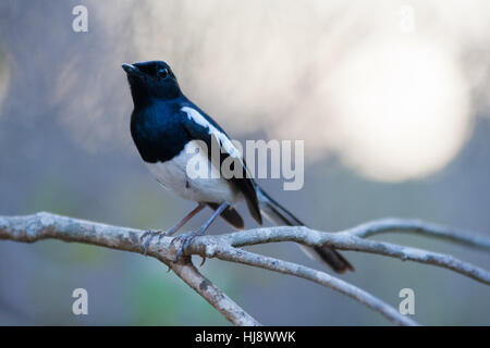 Madagassischen magpie - Robin (copsychus albospecularis) auf einem Ast sitzend Stockfoto