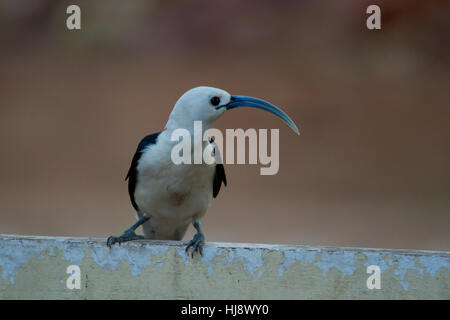 Sichel-billed Vanga (falculea palliata) auf einem Zaun thront. Stockfoto