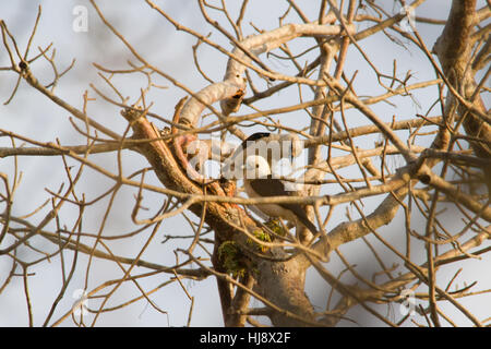 White-headed Vanga (artamella viridis) Stockfoto