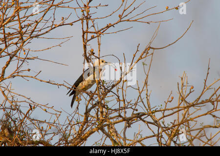 Sichel-billed Vanga (falculea palliata) Ernährung in einem Baum. Stockfoto