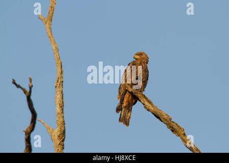 Schwarzer Drache (Milvus migrans), der auf einem toten Ast thront Stockfoto