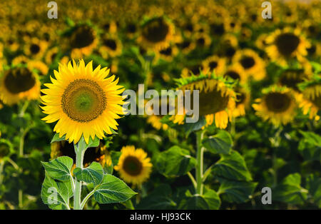 Feld von Sonnenblumen. Nahaufnahme von Sonnenblume gegen ein Feld Stockfoto