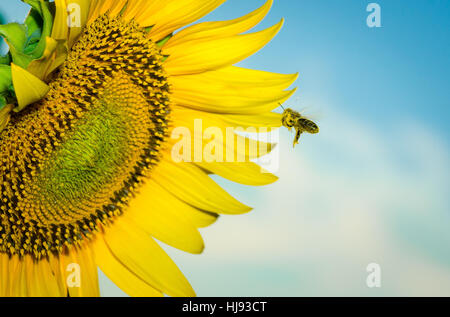 Biene fliegt über Sonnenblumen im Sommer Stockfoto